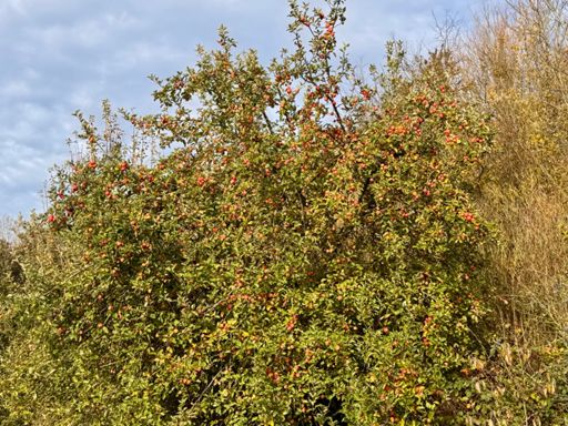 Pause pom pom pom 🍎 