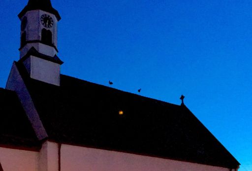 2 Störche da, wo sie hingehören!