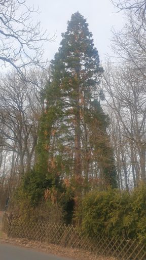 Koenigstein im Taunus_ID23798_BM_Am Wacholderberg 20