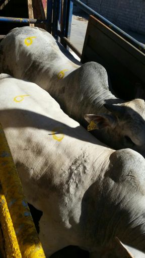 A partir de Amanhã tem Picanha Premium.