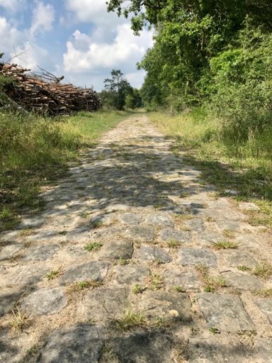 ◻️◼️Route du pavé de la cave (forêt de Fontainebleau): 1600 m ↗️