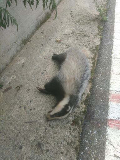 Tasso in dormiveglia..