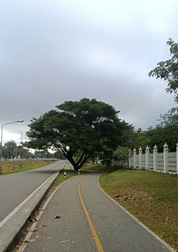 Bike path veering right to save the tree