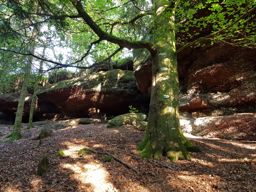 VTT MTB au Grand Rougimont