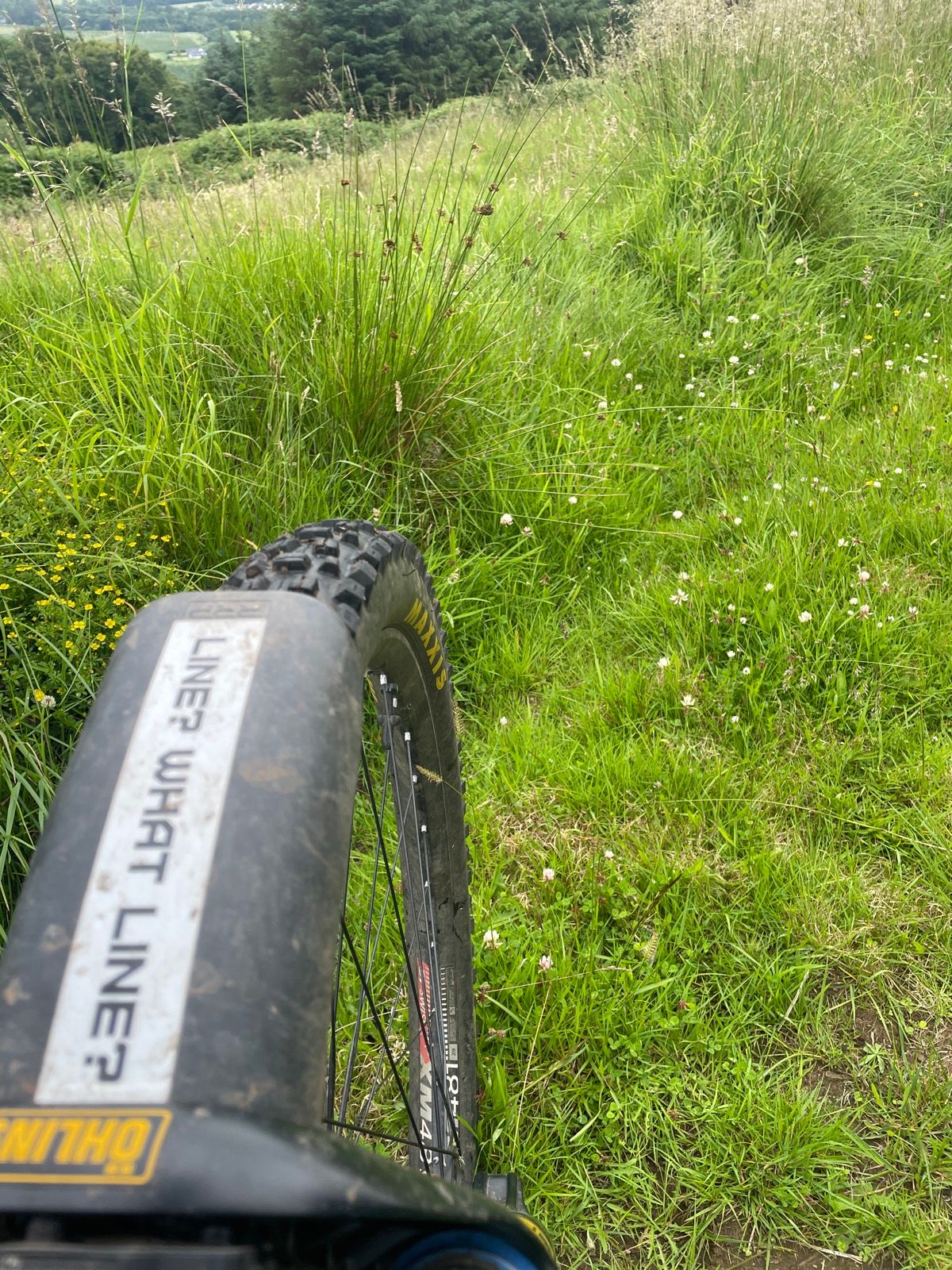 Two White Shites reclaimed by nature.
