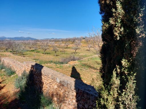 Rest der Mandelblüte