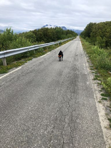 Selma ville så gjerne vær del av ulveflokken 🐕🐺