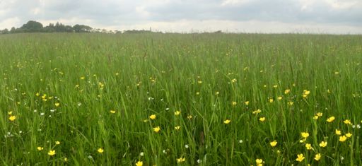 Moor meadow at Toxside/Gladhouse