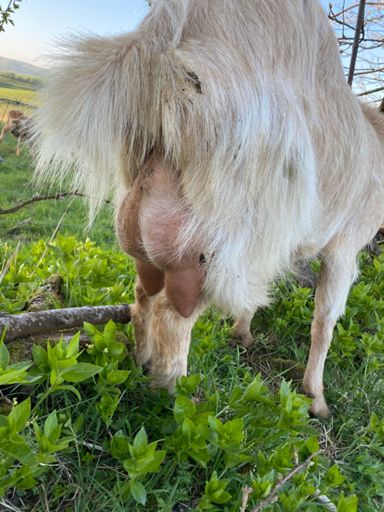 Every Billy’s dream.