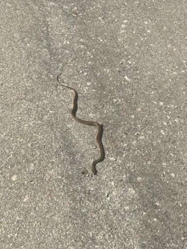 Narrowly missed this chap on one of the climbs!