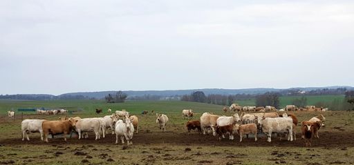 Sind sie nicht goldig?