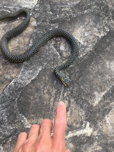 Geelgroene toornslang