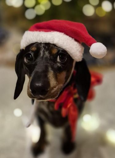 Frohe  Weihnachten allerseits von mir und meiner Laufkollegin 🐕‍🦺