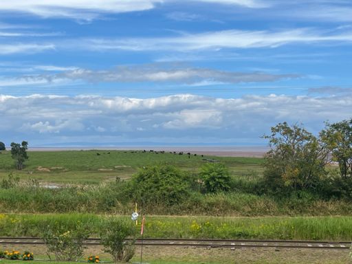 Cattle and the Basin from Bluff Rd.