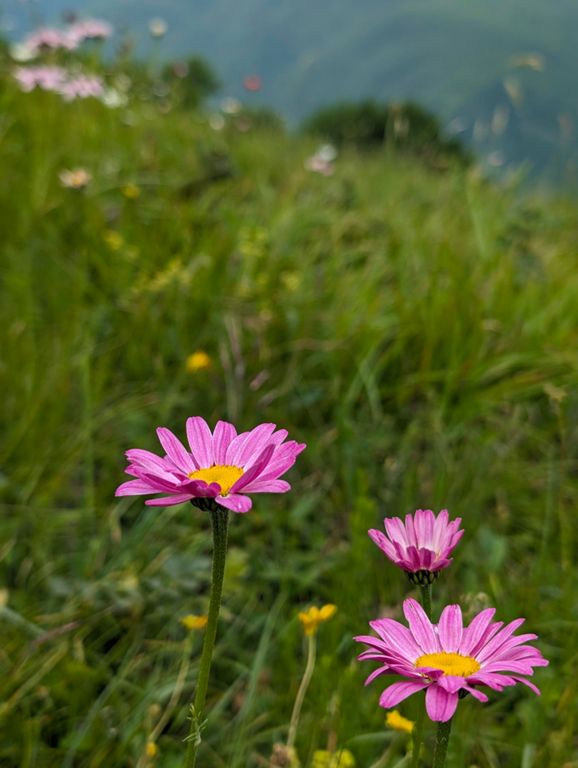 Lisi Trail Festival, 100K | 2024 | 104.3 km Running Route on Strava