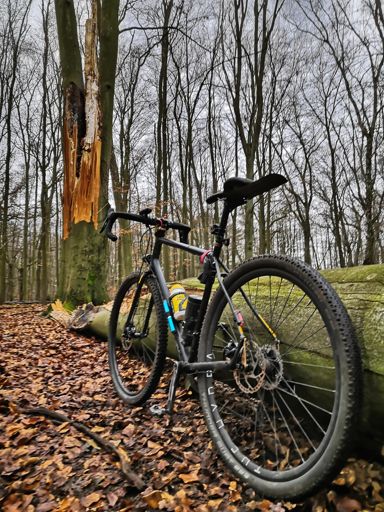 Buche, direkt über'n Weg gestürzt 😯