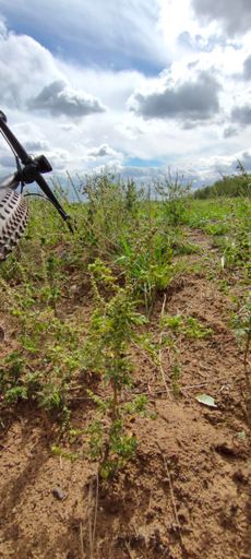 eeezz igen, ez kell a népnek!! ameddig a szem ellát...