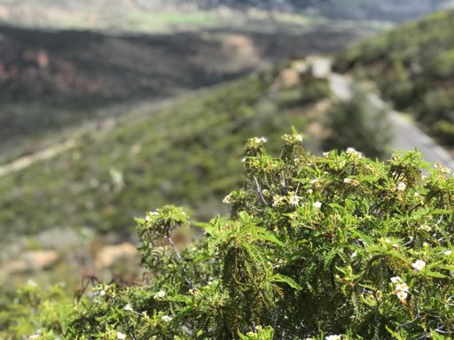 Cool plants on mount Migel, did not really capture the views of switchbacks and the riding paradise we found today