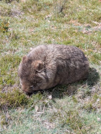 Wombat