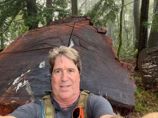 Big tree. Really big tree