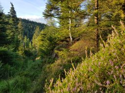 Dégustation de fougères