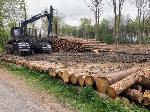 Goed nieuws, ze zijn juist de bestelde #lumbershot-hopen komen opzetten. (Allemaal inbegrepen in jullie inschrijvingsgeld, vanzelfsprekend.)