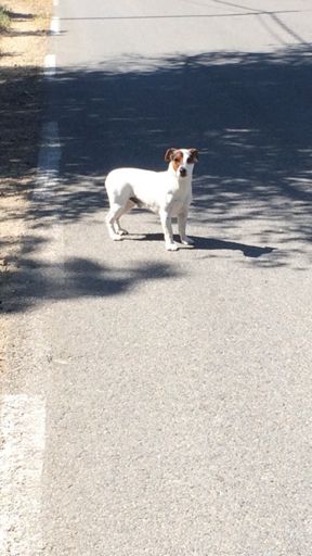 Qu'est-ce qu'il fait le chien à papy Jeff c'est Échappé -)))