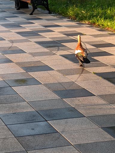 Утиная история.