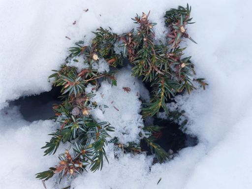 Genévrier croqué par un lièvre variable
