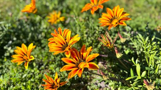 Sierra Soto Road - Murrieta, CA