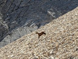 Tête de Lapras et la Cavale par le Nid