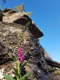 Tête de la gorge aux sangliers et Canceley