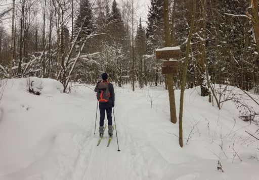 Лес между Горьковской и Куровской железнодорожными ветками.