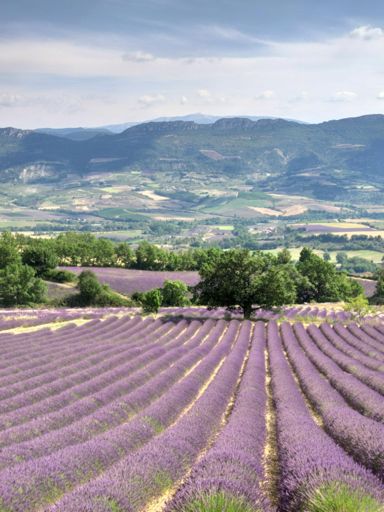 Champs de lavande avec le Mont Ventoux en toile de fond