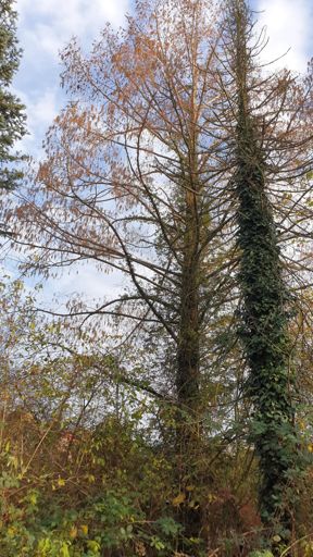 Kahl am Main_ID23728_UM_In den Erlichgärten 12