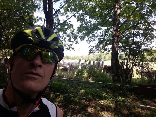 Curieux ces lamas....