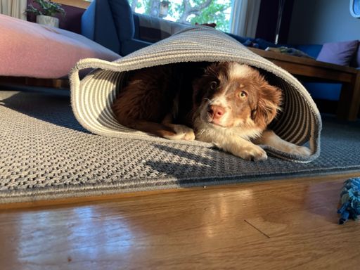 my excuse... Sarah out of town, Juniper was not