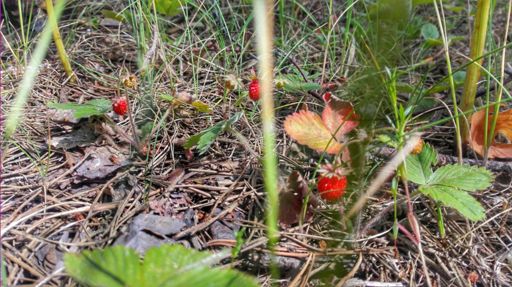 остановился на зелёную остановку, а оказалось на земляничную