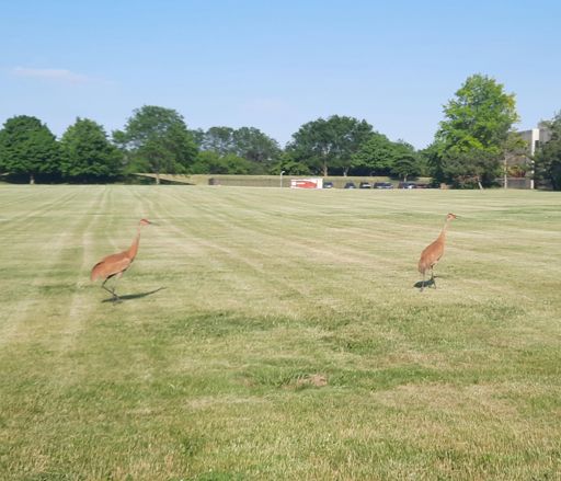 The color and size of small deer