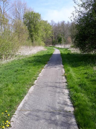 Zonnetje komt door in het Oostvaardersbos.!