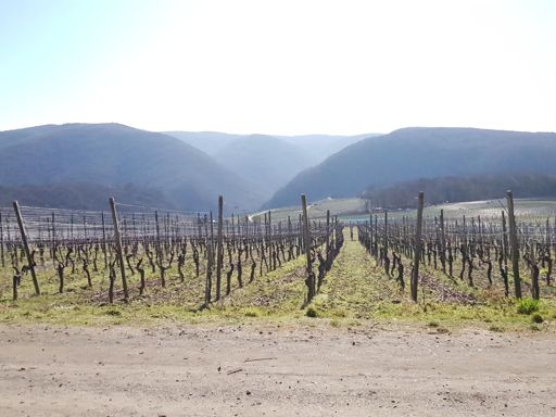 Sonnenrast oberhalb vom Försterhof