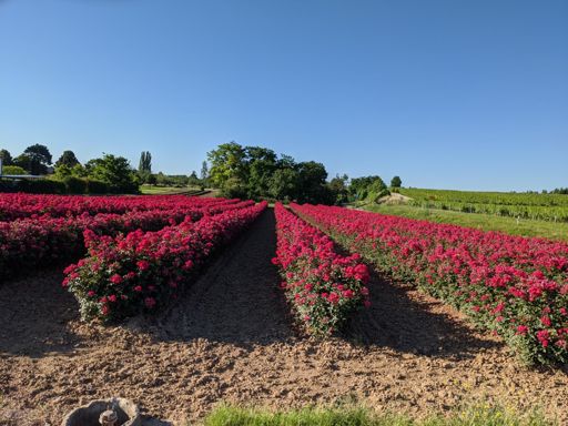 Rosenfelder bei Weingarten (Pfalz)