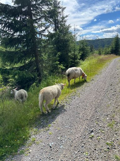 Styggedalsveien ned mot Åbortjern