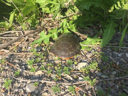 Off into the wilderness ....