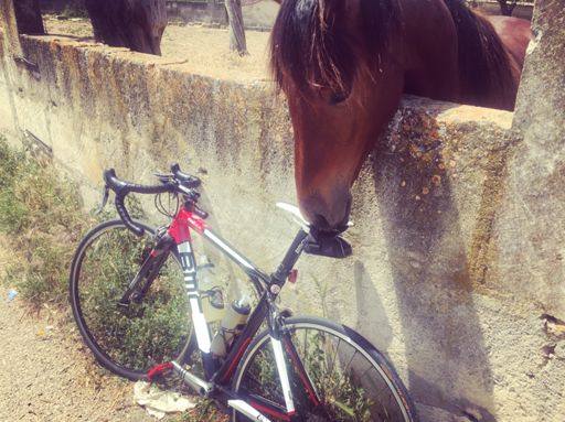 Dziwne to siodło. W smaku też.