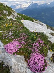 Leysin rando ferrata