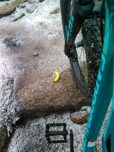 Native Scottish micro-banana's on the trail..