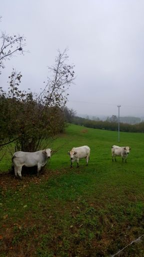 Sguardo bovino molto strano....forse anche loro pensano :"Ma che caz.....ci fa in giro questo qua con sto tempo "🤔