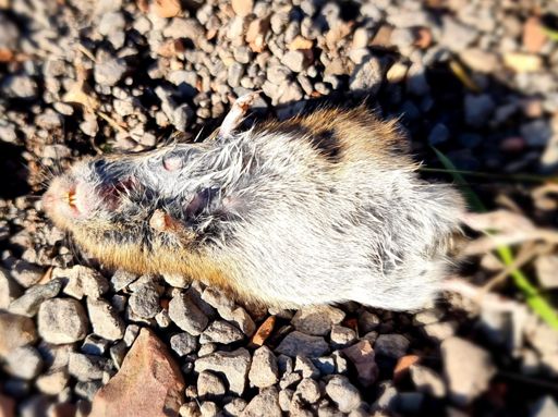#RoadKillBingo a sad looking mouse 🐁