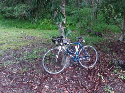 This bike has been locked to this tree since Christmas!